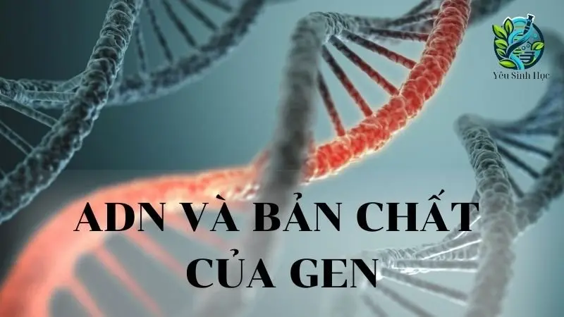 ADN và bản chất của GEN