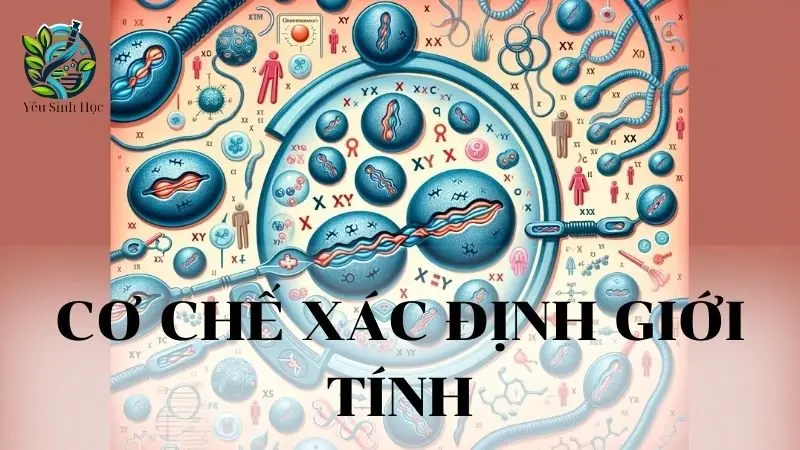 Cơ chế xác định giới tính: Khái niệm, phân tích và vai trò