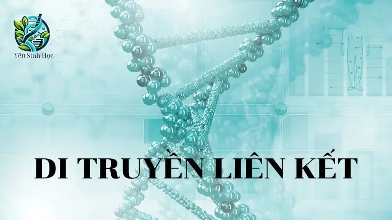 Di truyền liên kết - Khái niệm, đặc điểm và ý nghĩa của di truyền liên kết