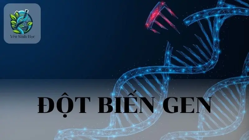 Đột biến Gen là gì? Nguyên nhân và hậu quả của đột biến Gen