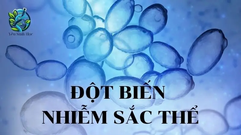 Đột biến nhiễm sắc thể là gì? Nguyên nhân và hậu quả