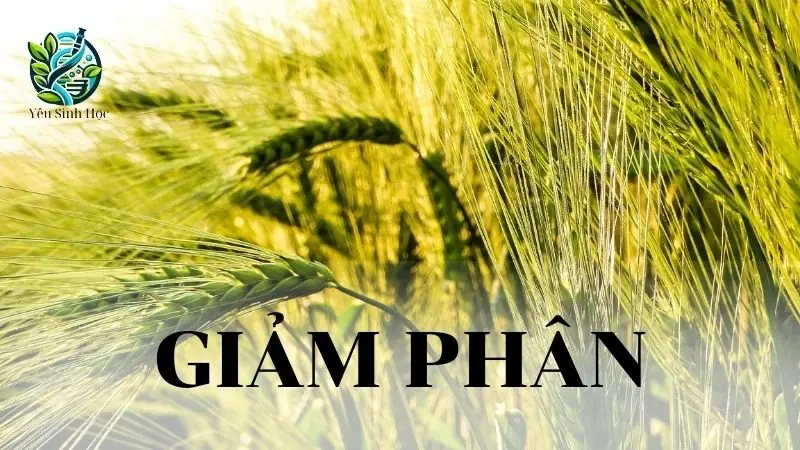 Giảm phân - Khái niệm, ý nghĩa và quá trình giảm phân