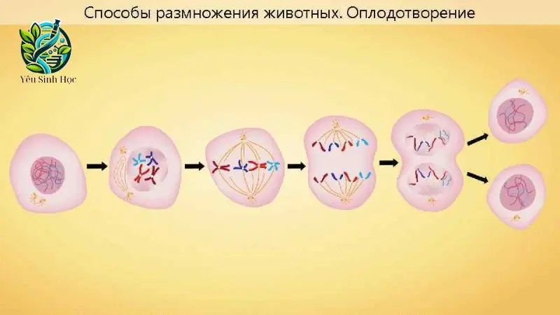 Giảm phân - Khái niệm, ý nghĩa và quá trình giảm phân