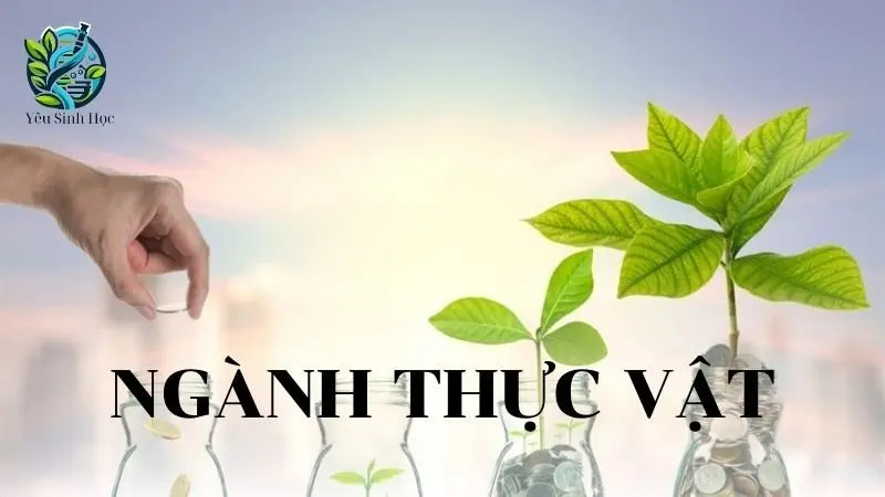 Ngành thực vật: Khái niệm, đặc điểm và phân loại ngành thực vật