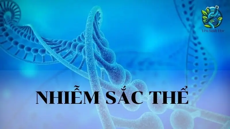 Nhiễm sắc thể - Khái niệm, đặc điểm, cấu trúc và chức năng