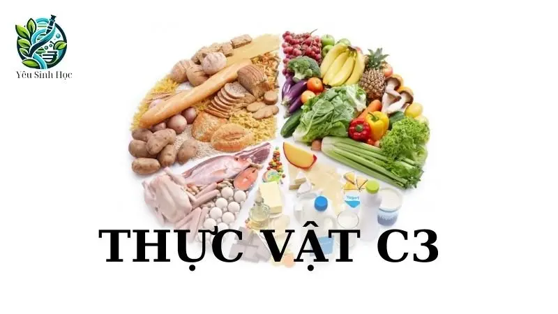 Thực vật C3 là gì? Đặc điểm và điều kiện sống của thực vật C3