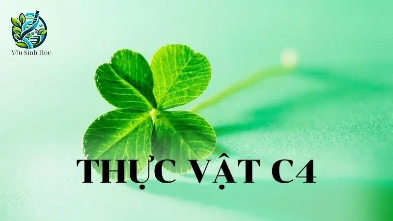 Thực vật C4: Khái niệm, cấu trúc và vai trò của thực vật C4