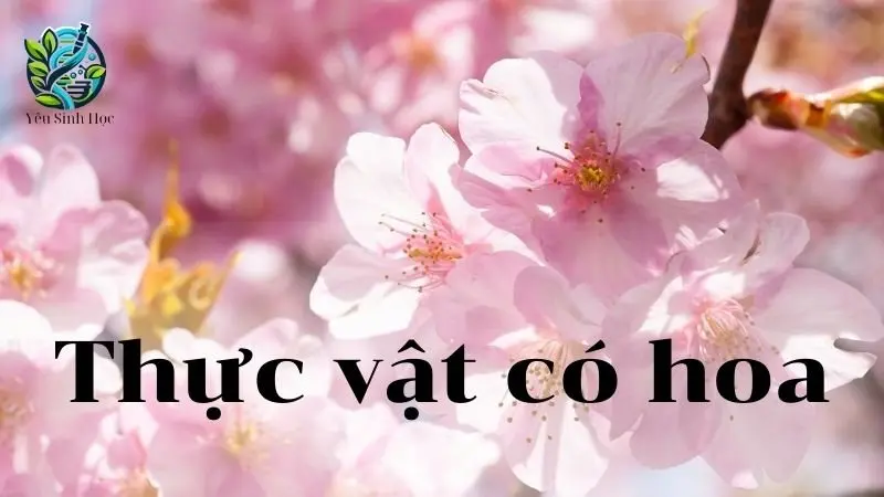 Thực vật có hoa: Cấu tạo, chức năng và quá trình sinh sản của chúng