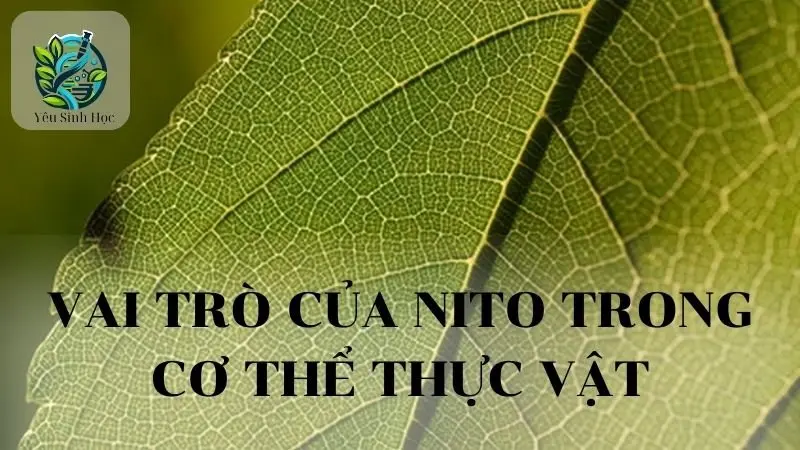 Vai trò của Nitơ trong cơ thể thực vật