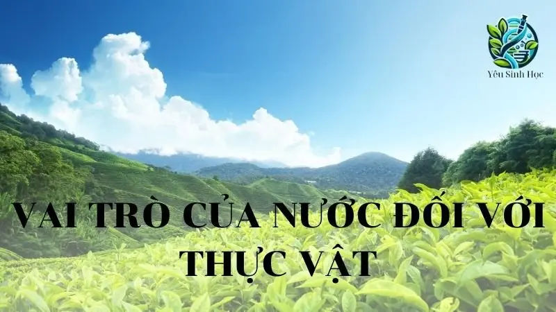 Vai trò của nước đối với thực vật