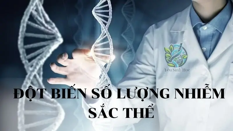 Đột biến số lượng nhiễm sắc thể