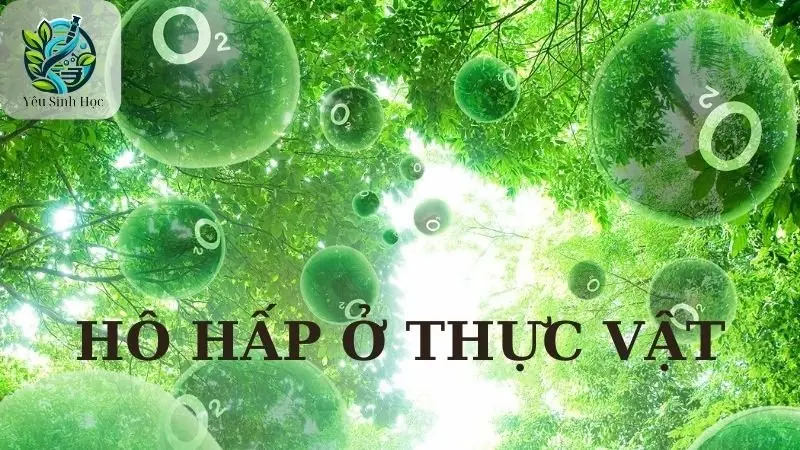 Hô hấp ở thực vật - Khái niệm, quá trình và vai trò của hô hấp