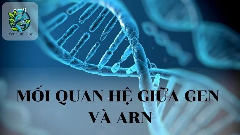 Mối quan hệ giữa GEN và ARN