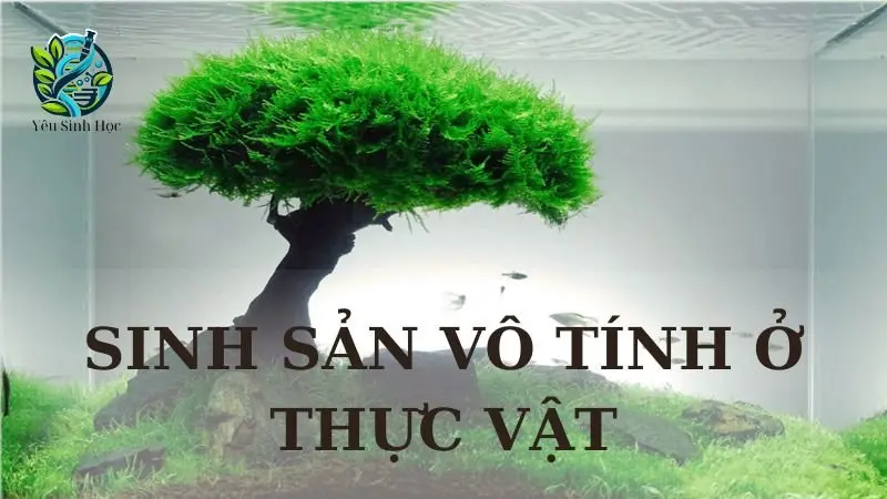 Sinh sản vô tính ở thực vật - Khái niệm, phân loại và vai trò