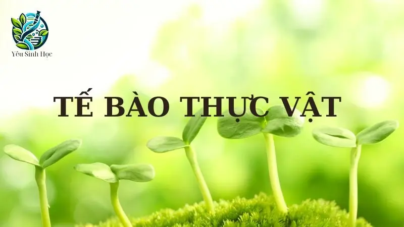 Tế bào thực vật - Cấu tạo, chức năng và vai trò của tế bào thực vật