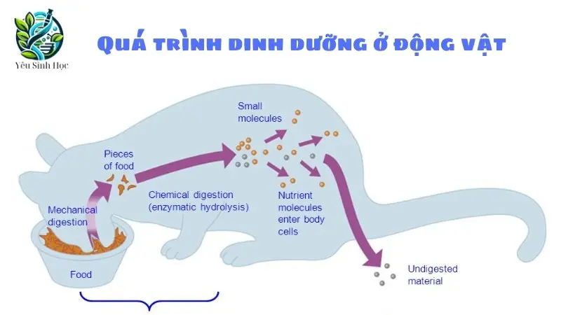 Các giai đoạn của quá trình dinh dưỡng ở động vật