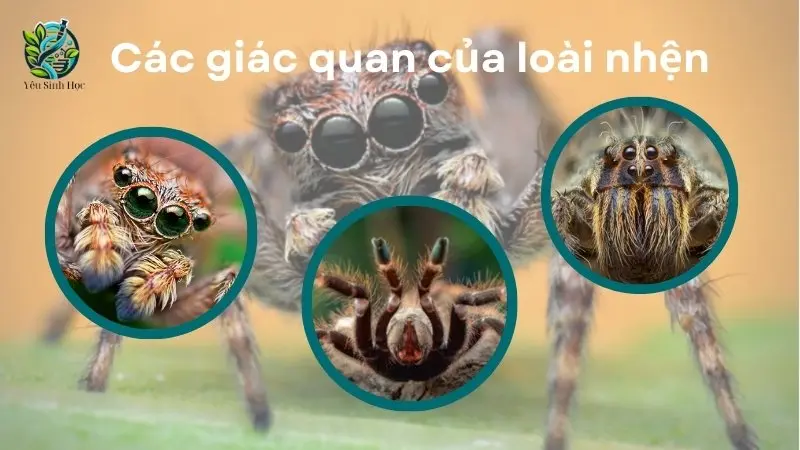 Các giác quan của loài nhện