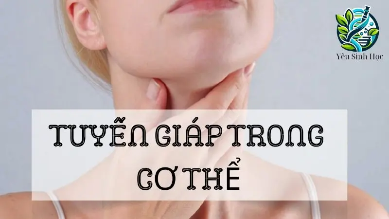 Tuyến giáp: Khái niệm, cấu tạo và chức năng đối với cơ thể người