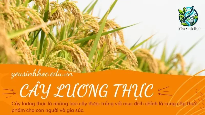 Cây lương thực là gì? Ý nghĩa và vai trò trong đời sống con người