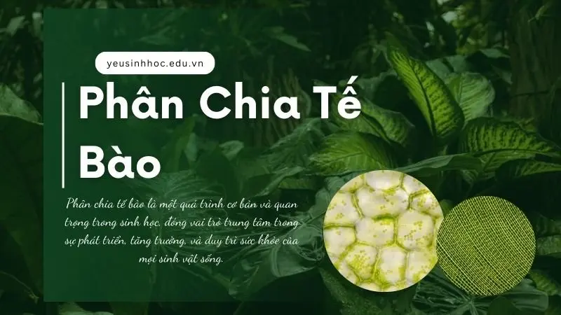 Phân chia tế bào - Những điều bí ẩn trong hệ sinh thái