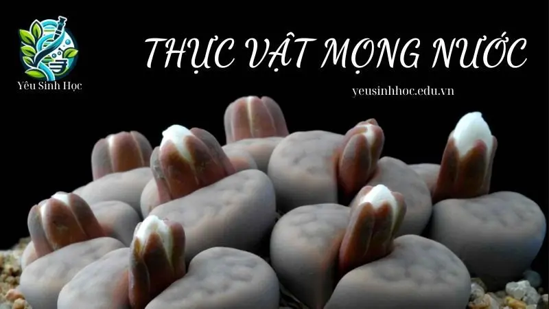 Thực vật mọng nước - Đặc điểm cấu tạo và những ứng dụng trong tự nhiên