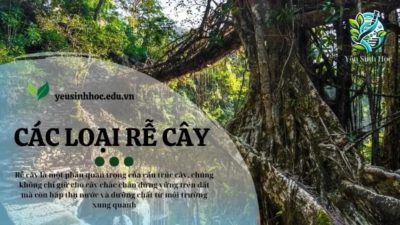 Các loại rễ cây phổ biến trong hệ sinh thái