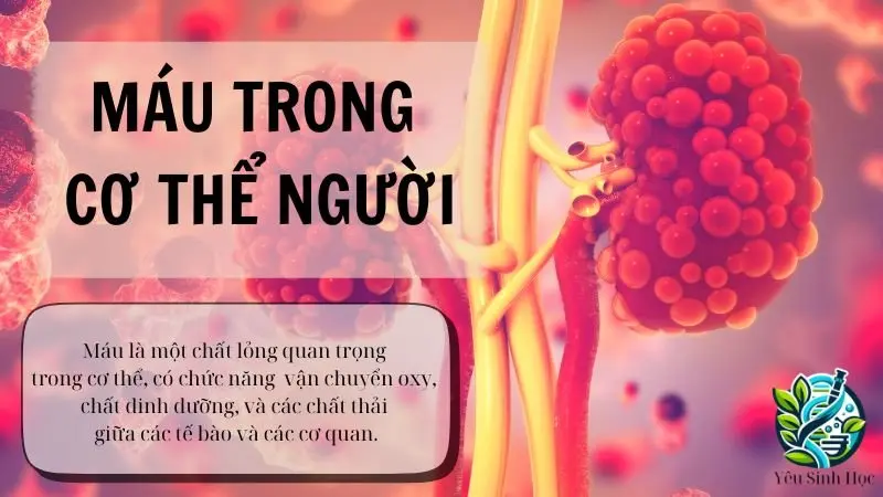 Cấu tạo của máu trong cơ thể người