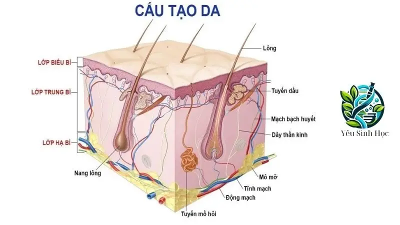 CẤU tạo của da