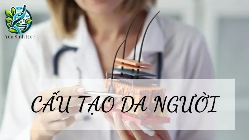 Cấu tạo của da - Đặc điểm và chức năng đối với cơ thể người