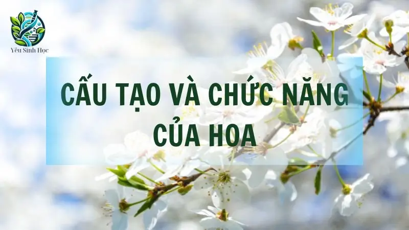 Tìm hiểu về Cấu tạo và chức năng của hoa