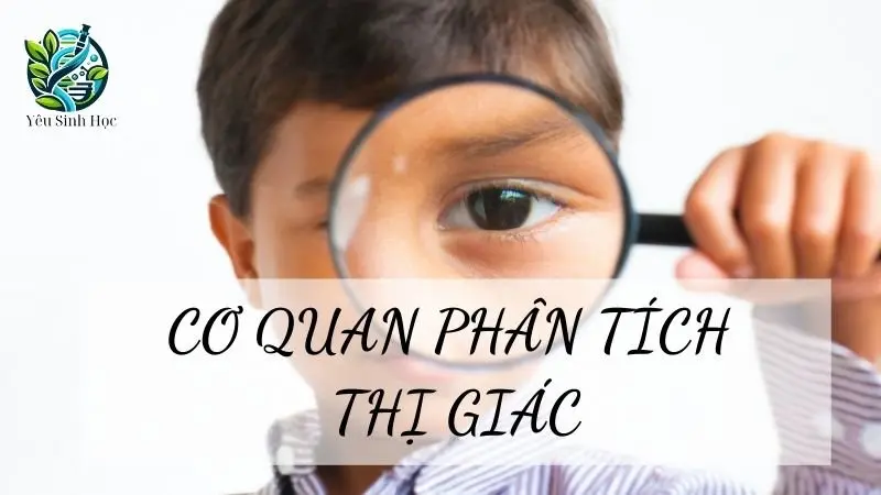 Cơ quan phân tích thị giác ở cơ thể người