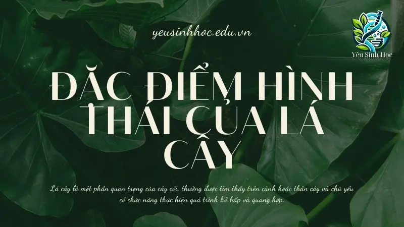 Đặc điểm hình thái của lá cây trong sinh học