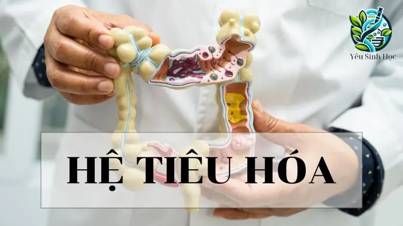 Hệ tiêu hoá - Khái niệm, cấu trúc và chức năng trong sinh học 