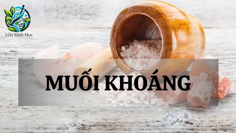 Muối khoáng là gì? Vai trò của muối khoáng trong cơ thể người