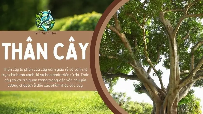 Thân cây- vai trò trong đời sống thực vật và con người