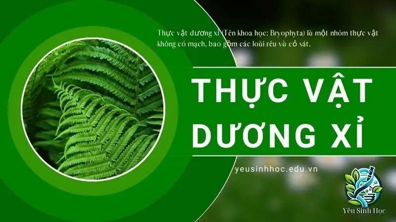 Thực vật dương xỉ - Khái niệm, đặc điểm và vai trò trong hệ sinh thái