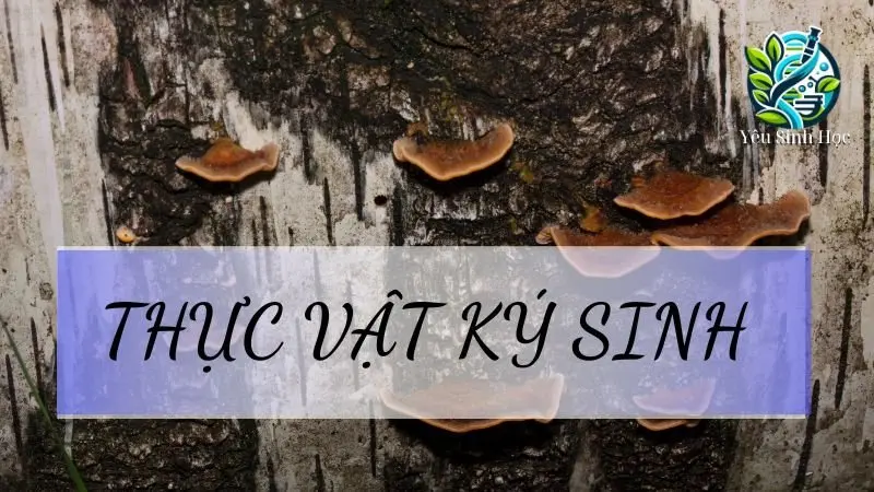 Thực vật ký sinh - Khái niệm, đặc điểm và vai trò trong sinh học