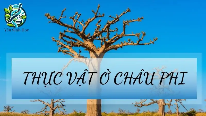 Thực vật ở Châu Phi - Đặc điểm và vai trò trong hệ sinh thái trái đất