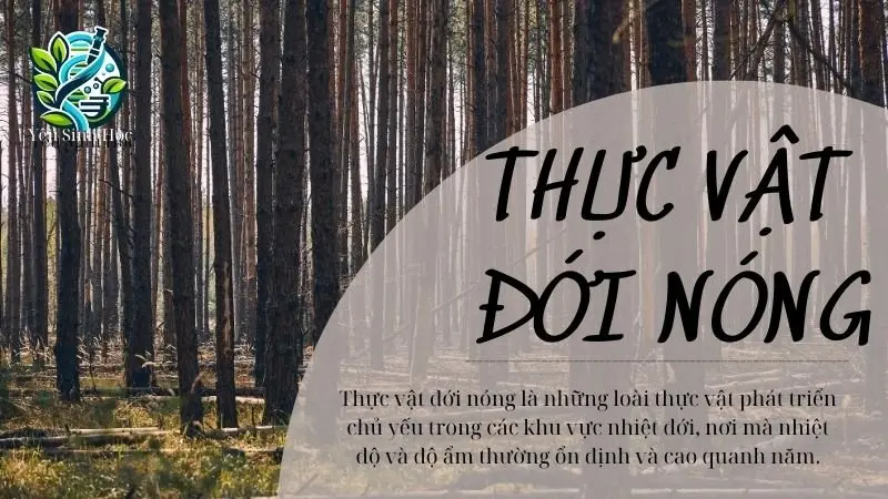 Thực vật ở đới nóng là gì? Vai trò của chúng trong hệ sinh thái