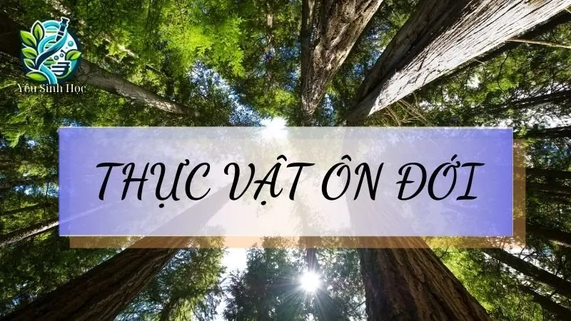 Thực vật ôn đới là gì? Đặc điểm và vai trò trong hệ sinh thái