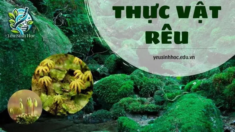 Thực vật rêu là gì? Vai trò của thực vật rêu trong đời sống xã hội