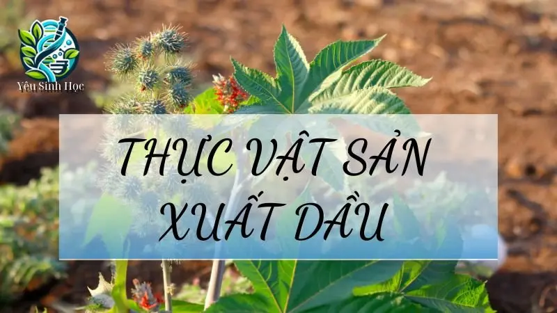 Thực vật sản xuất dầu là gì? Những loại thực vật lấy dầu có năng xuất cao