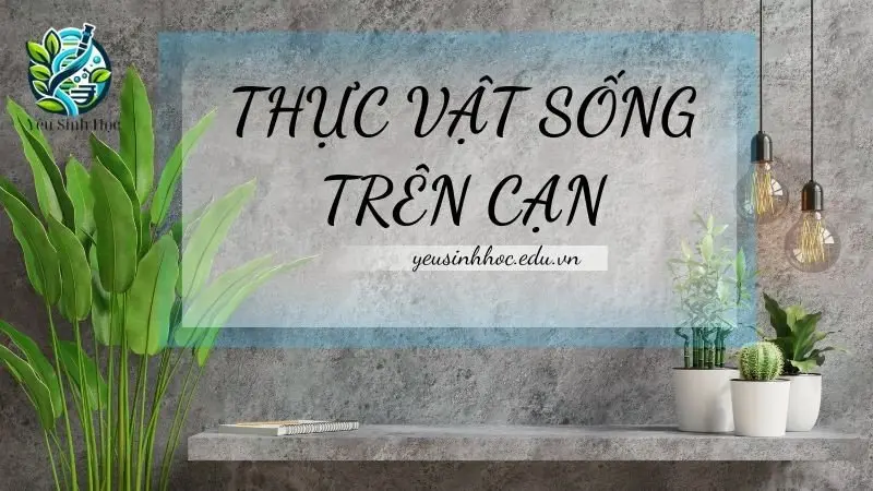 Thực vật sống trên cạn - Đặc điểm và tầm quan trọng trong hệ sinh thái