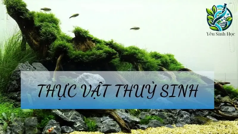 Thực vật thủy sinh - Khái niệm, đặc điểm sinh trưởng trong hệ sinh thái 