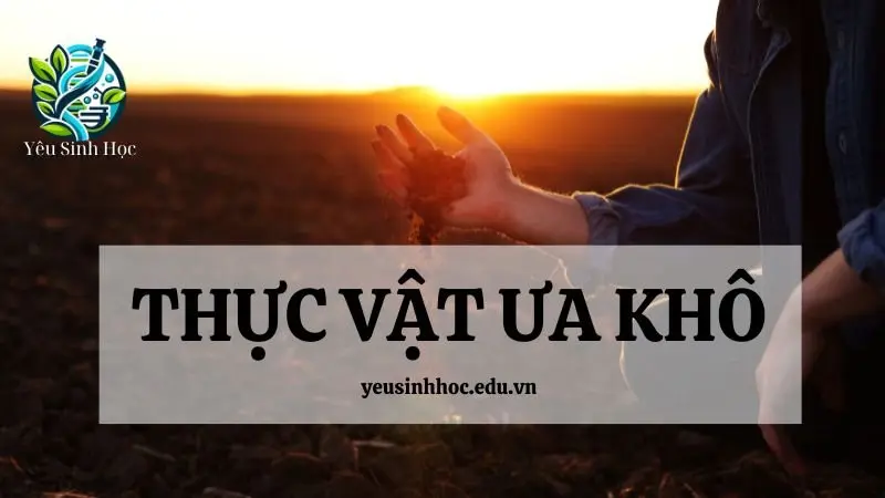 Thực vật ưa khô là gì? Tìm hiểu về đặc điểm, vai trò và sự thích nghi của chúng