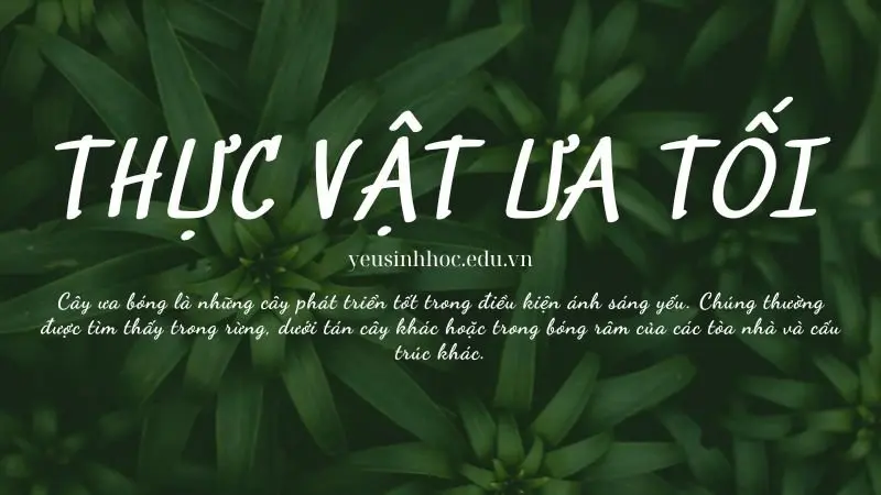 Thực vật ưa tối là gì? Đặc điểm và vai trò trong sinh học