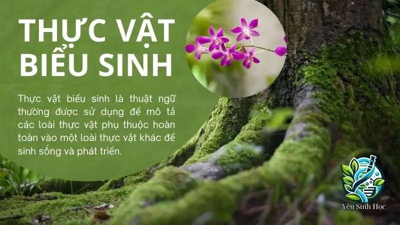 Thực vật biểu sinh là gì? Đặc điểm sinh học của thực vật biểu sinh