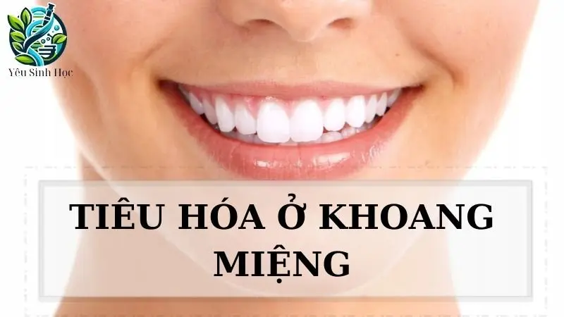 Tiêu hoá ở khoang miệng diễn ra như thế nào?