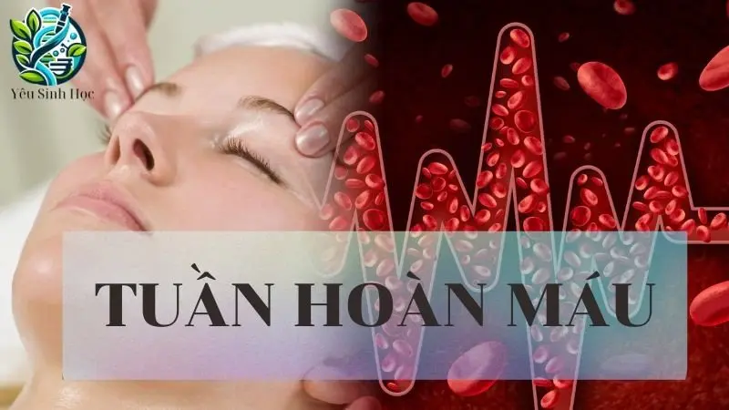 Tuần hoàn máu là gì? Cấu tạo và chức năng của hệ tuần hoàn máu