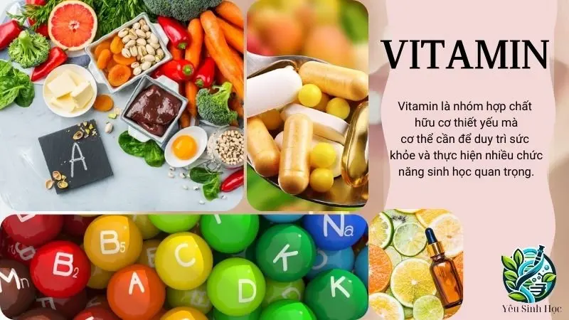 Tìm hiều về Vitamin trong cơ thể người